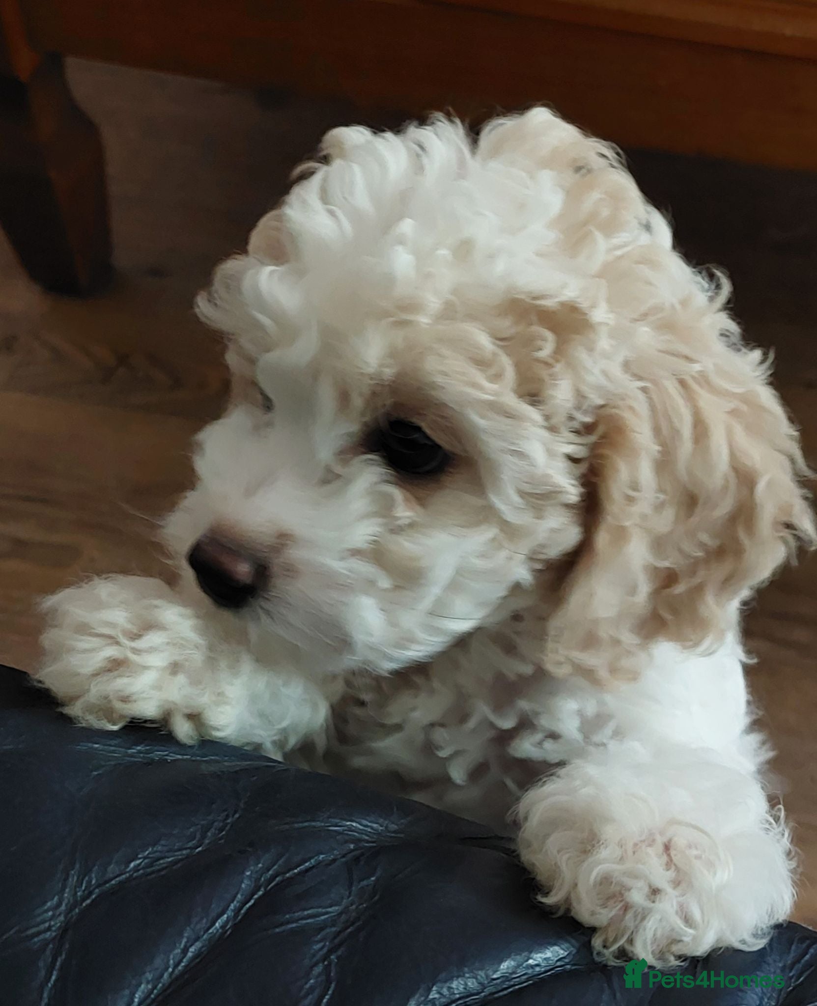 Cockapoo dogs Beautiful American cockapoo pups F1b - Advert 2