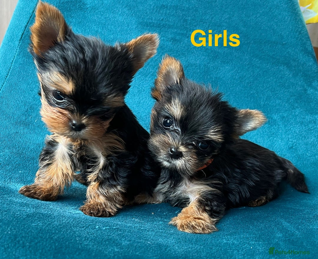 Yorkshire Terrier dogs for sale: Baby face mini pedigree YORKIE pups - Image 18