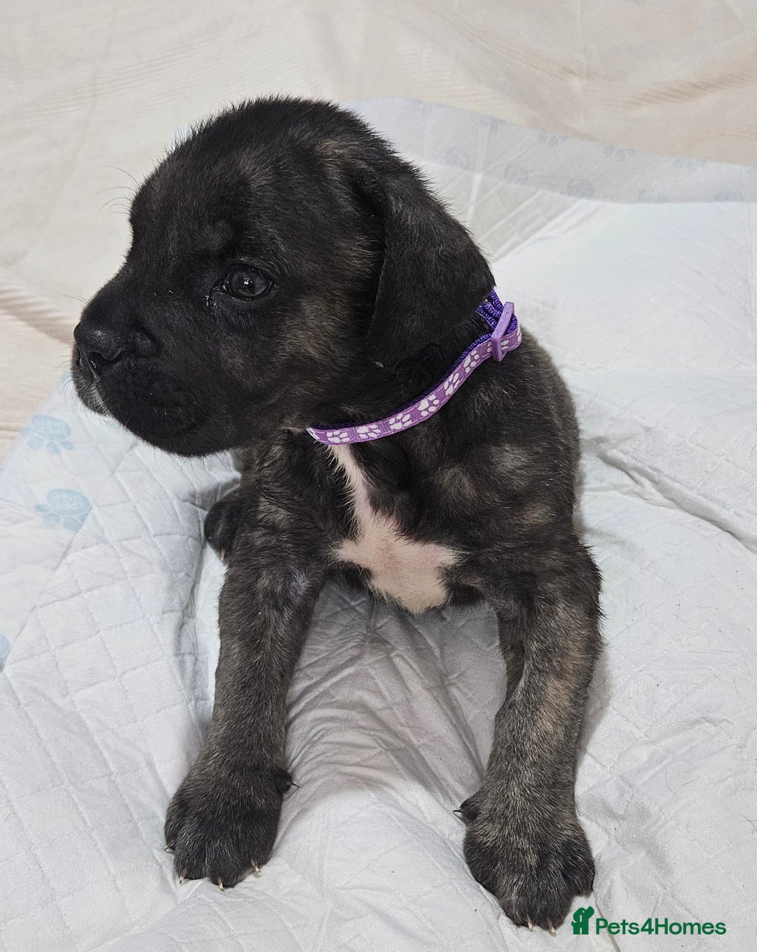 Cane Corso dogs for sale: Cane corsos  puppies  - Image 17