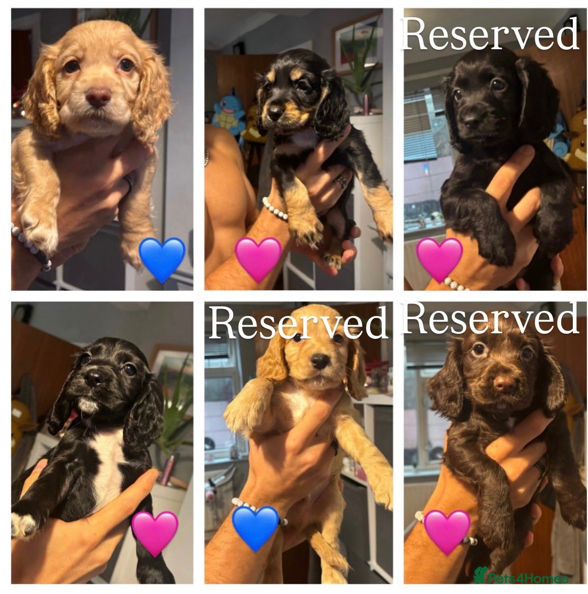 Cocker Spaniel dogs Cocker Spaniel puppies 🐶 Looking for Loving Homes - Advert 4