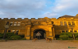 Mixed Breed dogs for adoption: COFFEE & ROBYN  – adopt a bonded pair  - Advert 14