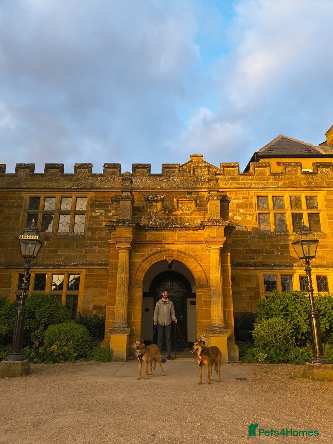 Mixed Breed dogs for adoption: COFFEE & ROBYN  – adopt a bonded pair  - Advert 14