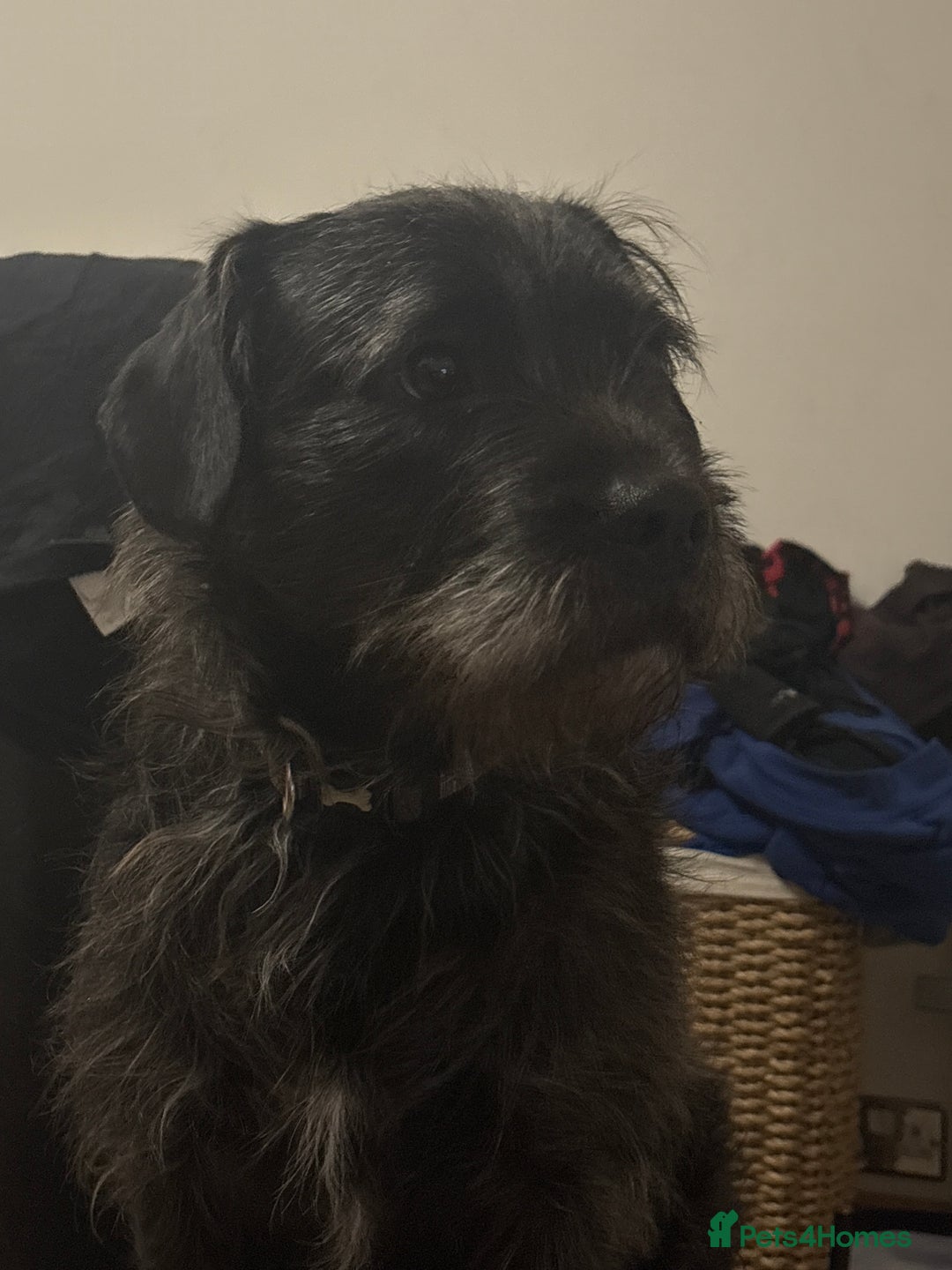 Mixed Breed dogs for sale: Mowgli/Mogi - Advert 5