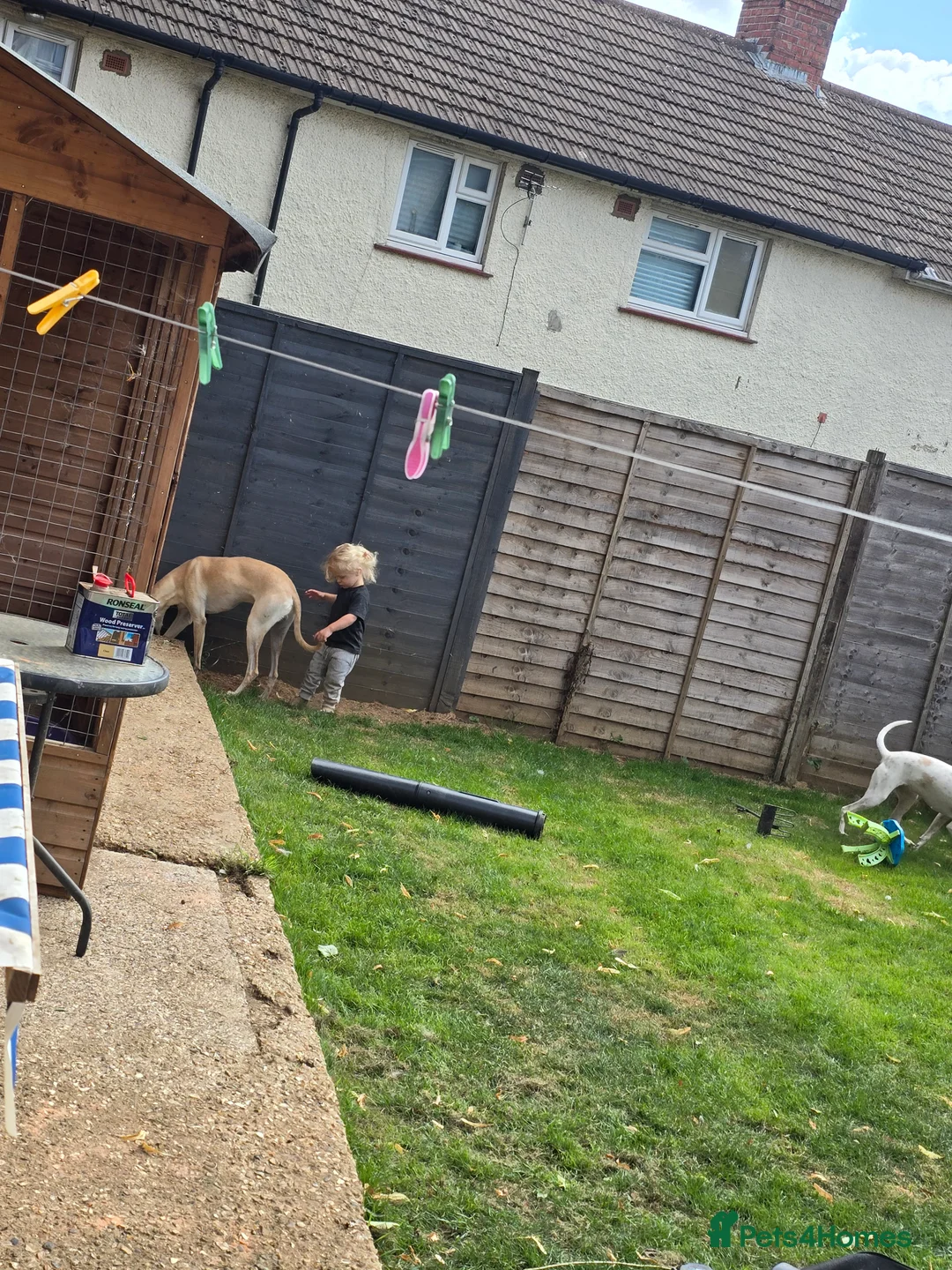 Mixed Breed dogs for sale: English pointer cross saluki/greyhound  - Advert 14