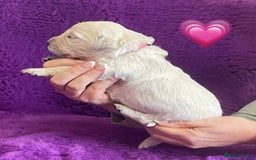 Golden Retriever dogs for sale: KC Reg Cream Boys from health tested parents.  - Image 27