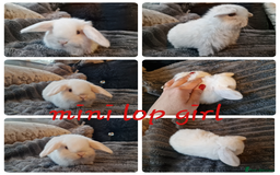 Mini Lop rabbits for sale: Mini lop babies & netherland dwarf babies  - Image 1