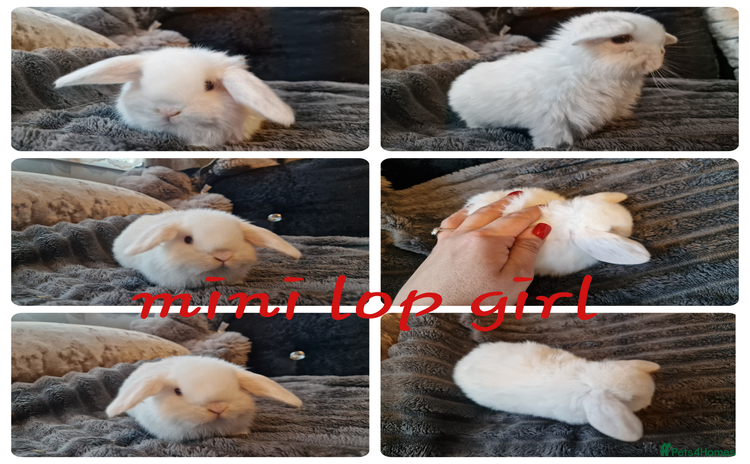 Mini Lop rabbits - Advert 1