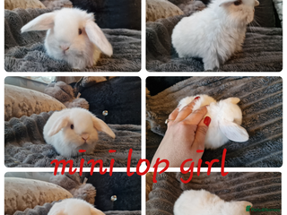 Mini Lop rabbits Mini lop babies & netherland dwarf babies - Advert 12