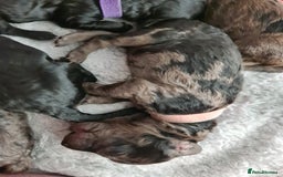 Cockapoo dogs for sale: ADORABLE F2B COCKAPOO PUPPIES 🐶 😍  - Image 11