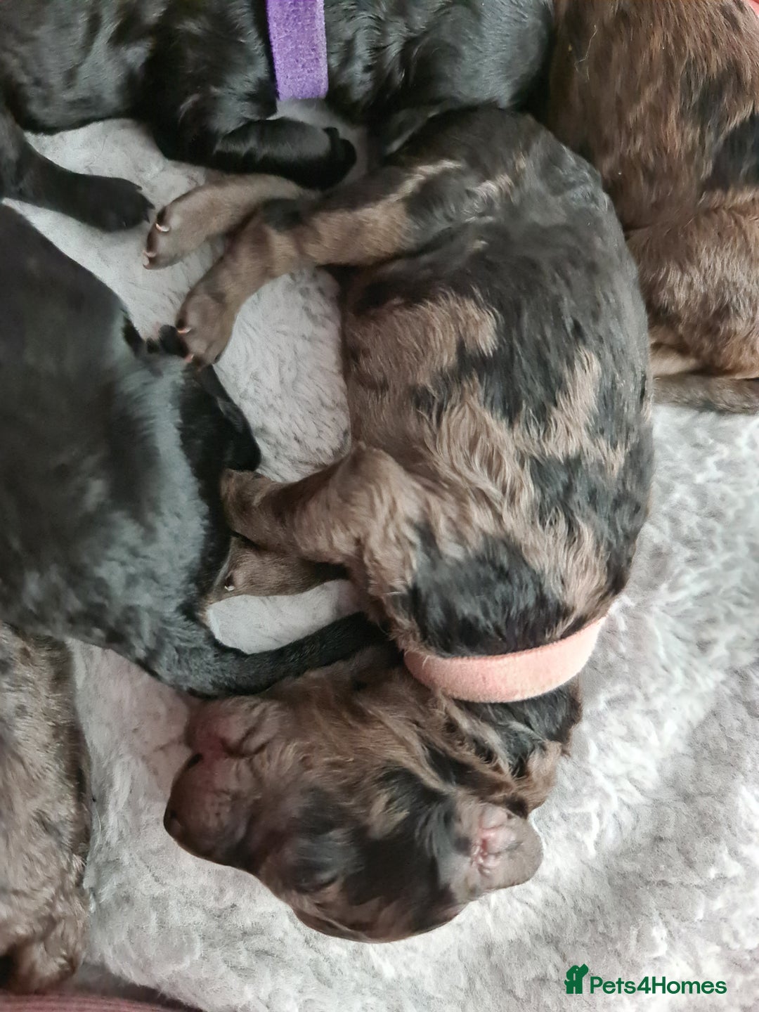Cockapoo dogs for sale: ADORABLE F2B COCKAPOO PUPPIES 🐶 😍  - Image 11