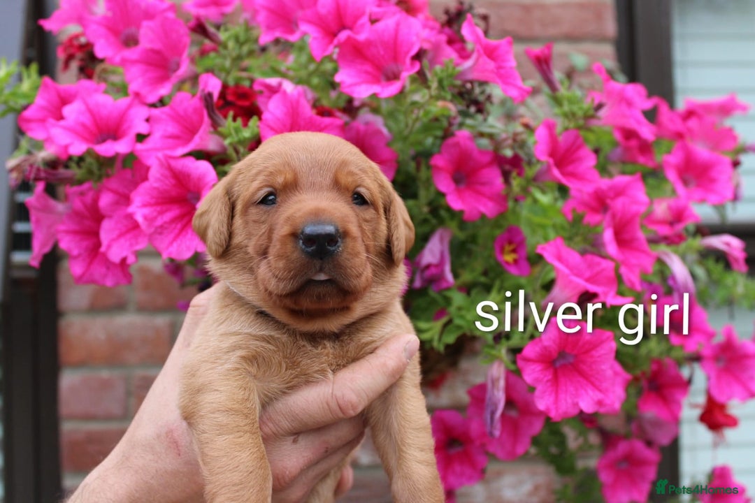 Labrador Retriever dogs for sale: KC REG FOX RED LABRADOR PUPPIES - Image 8