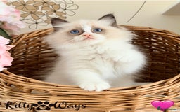 Ragdoll cats for sale: 🐾🩷*TICA REG* LYNX TABBY EU RAGDOLL KITTENS🩵🐾 - Image 20