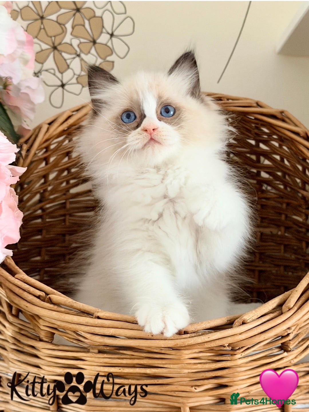 Ragdoll cats for sale: 🐾🩷*TICA REG* LYNX TABBY EU RAGDOLL KITTENS🩵🐾 - Image 20