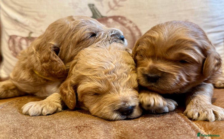 Cavapoo dogs - Advert 8