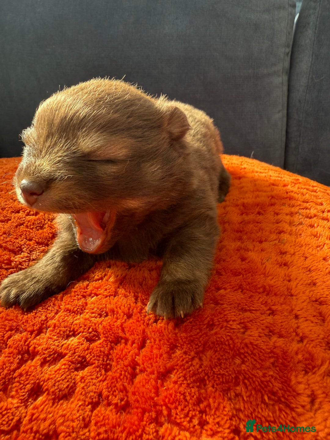 Pomchi dogs for sale: Stunning little loving girl - Image 7