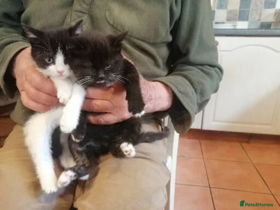 Mixed Breed cats for sale: 3 Beautiful Black&white kittens - Advert 2