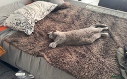 British Shorthair cats for sale: Masha  - Image 4