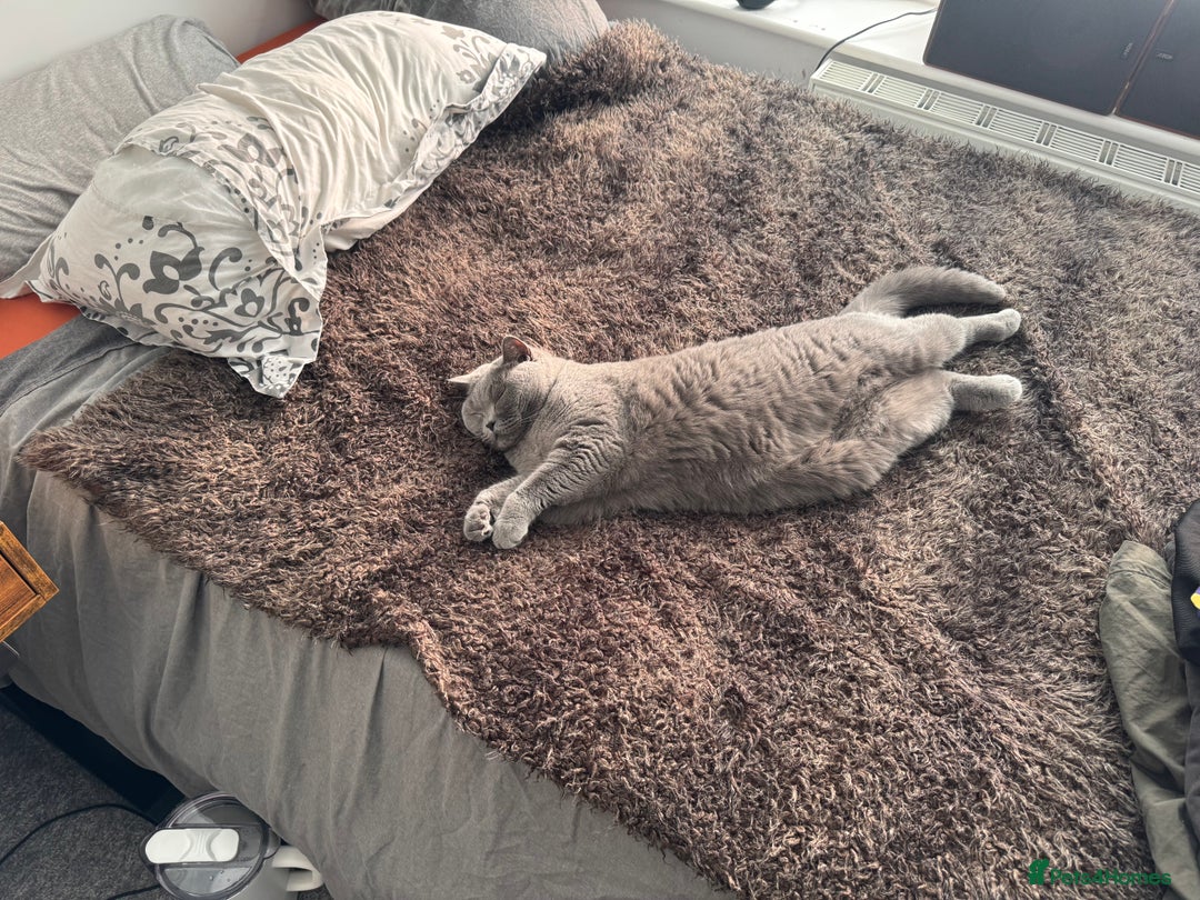 British Shorthair cats for sale: Masha  - Image 4