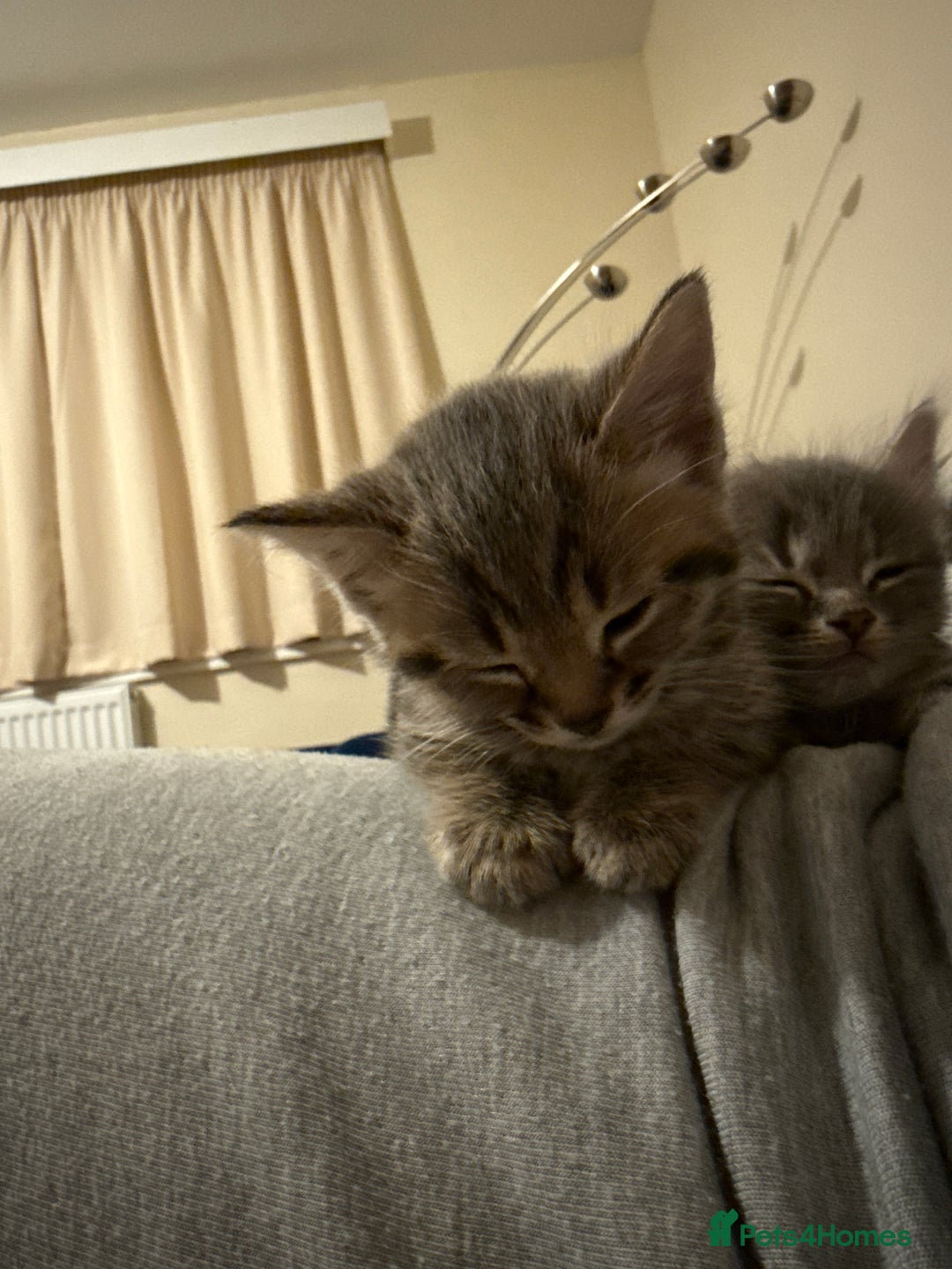 Domestic Shorthair cats for sale: Adorable, playful kitties ready for their homes - Image 5