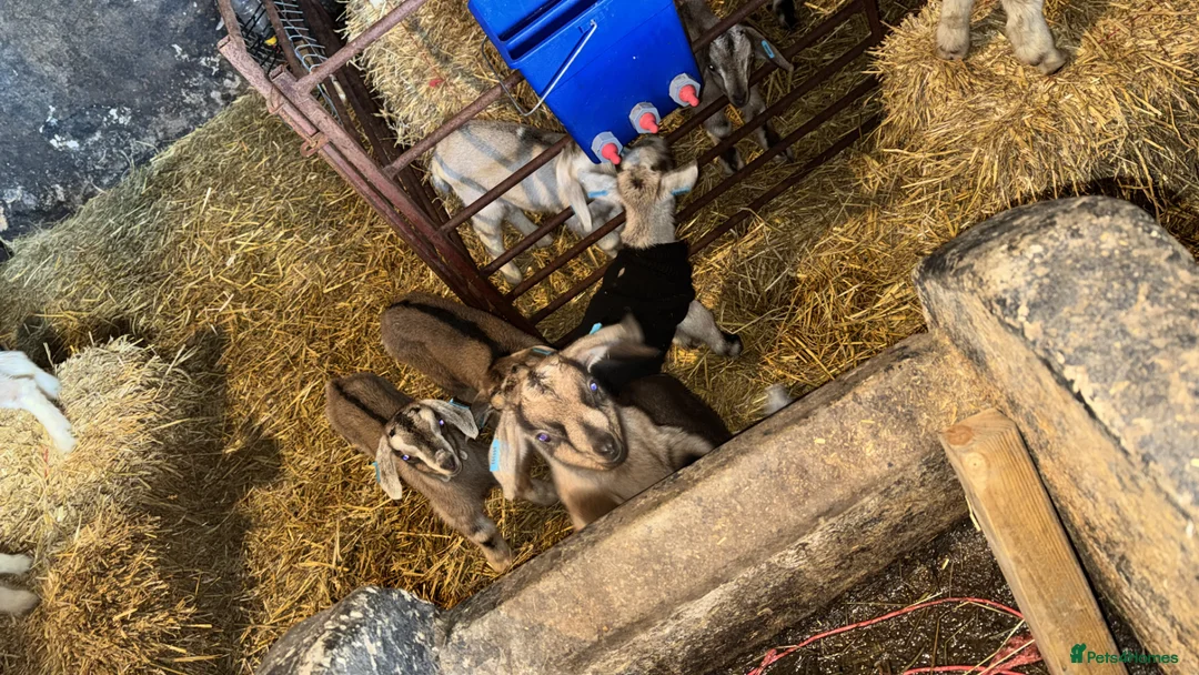 Goats livestock for sale: Kid wethers - Banded  in Pontypool - Advert 1