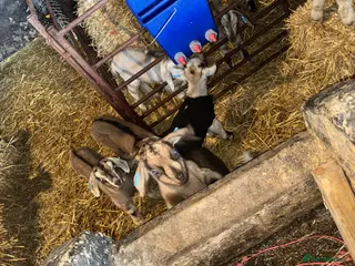 Goats livestock Kid wethers - Banded - Advert 5