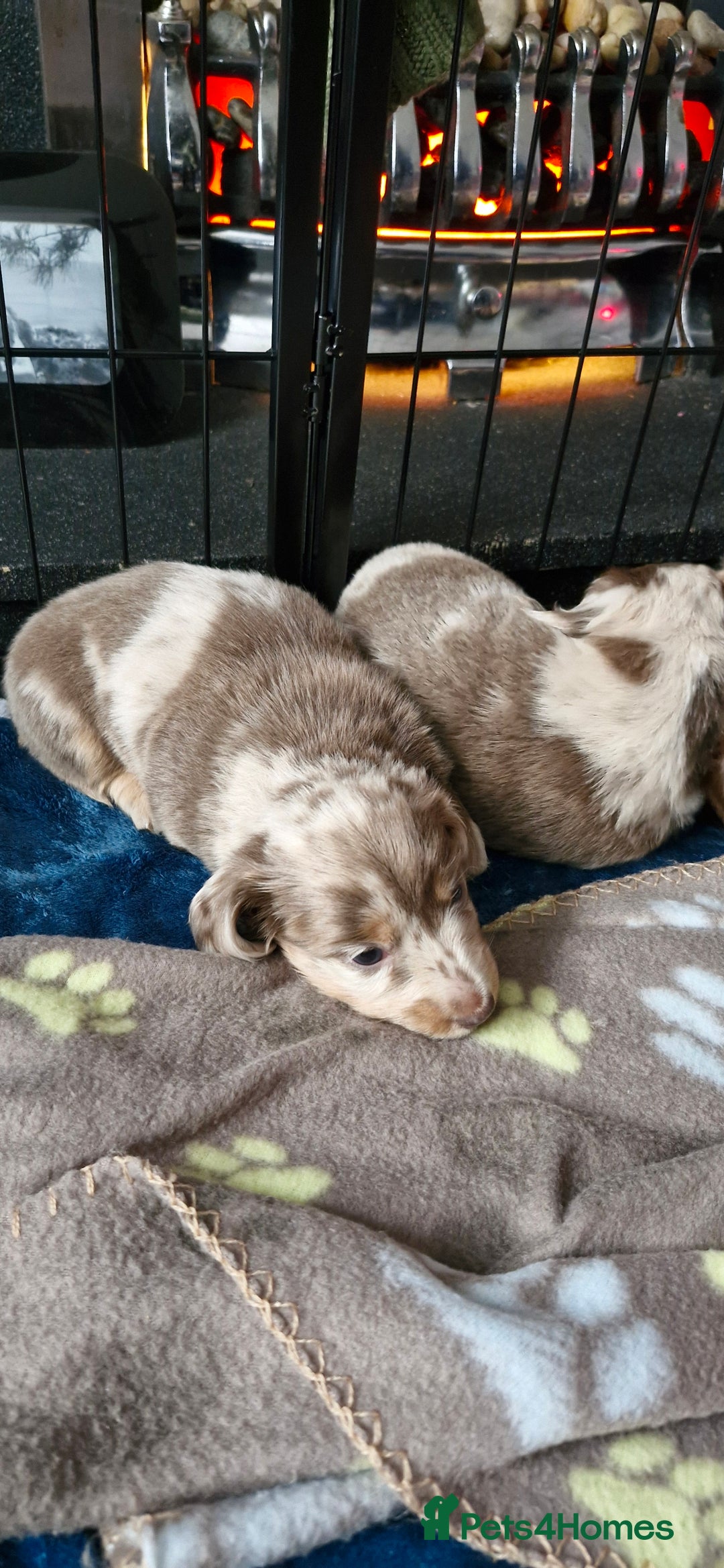 Miniature Dachshund dogs for sale: Longhaired miniature dachshunds  - Image 27