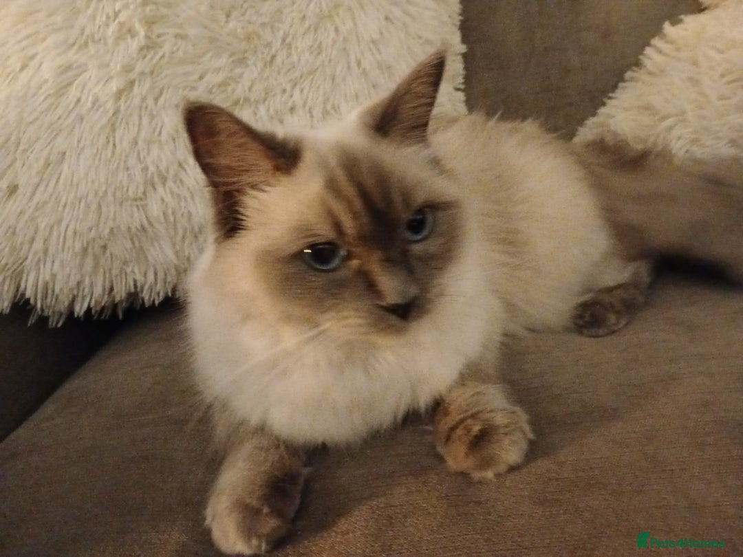 Ragdoll cats for sale: 6 Adorable 1/2 Pedigree Ragdoll Kittens 💗  - Advert 23