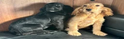 Cocker Spaniel dogs for sale: BEAUTIFUL COCKER SPANIEL PUPPIES  - Advert 9