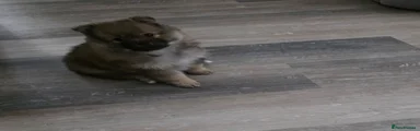 Pomeranian 2