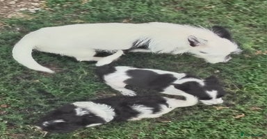 Mixed Breed dogs - Advert 5