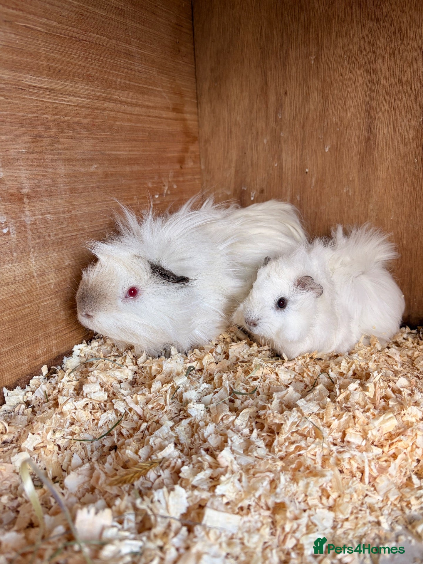 Guinea Pig rodents Guinea pig pairs available (Priced per pair) - Advert 8