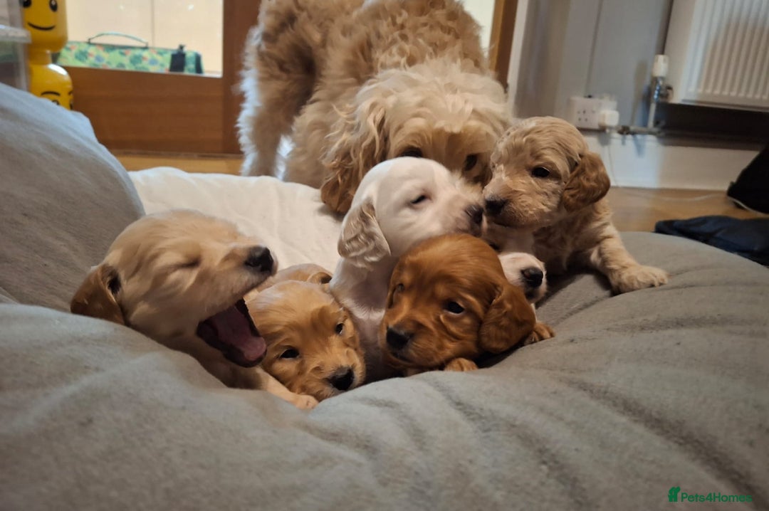 Cockapoo dogs for sale: Gorgeous F2 cockapoo puppies  - Image 1