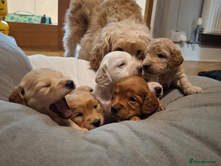 Cockapoo dogs - Advert 11