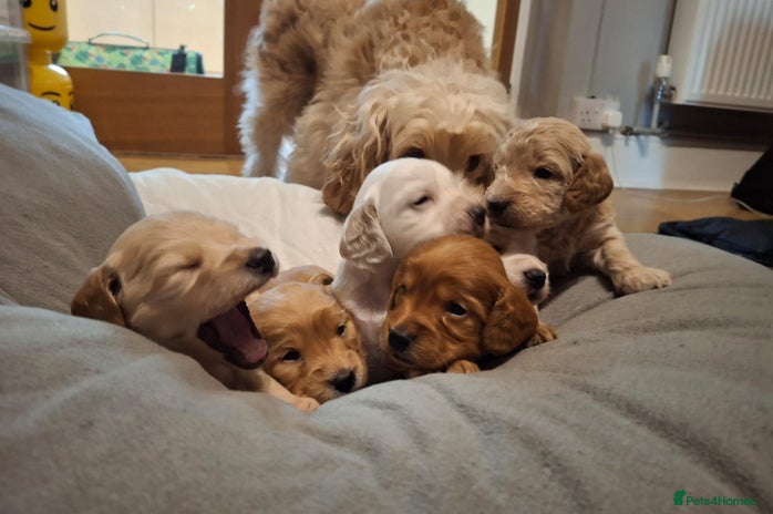 Cockapoo dogs - Advert 2