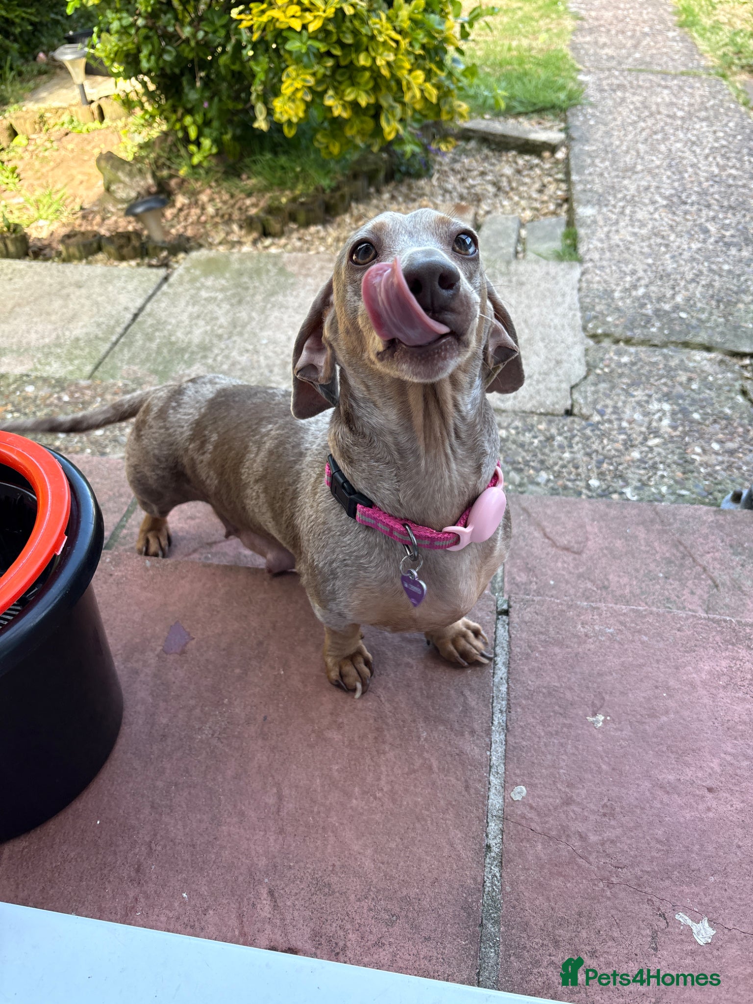 Miniature Dachshund dogs two beautiful dachshund puppies - Advert 1