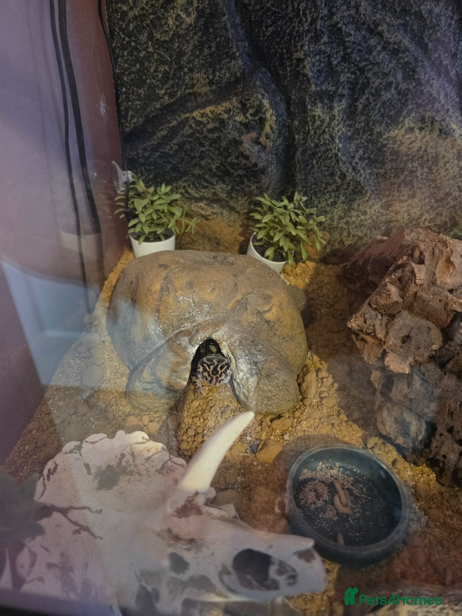 Gecko reptiles Gecko full set - Advert 2