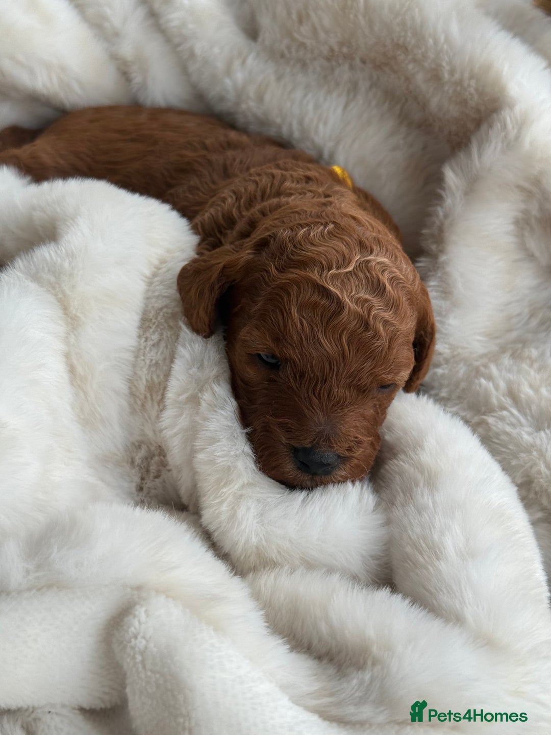 Cockapoo dogs for sale: Toy cockapoo - Advert 6