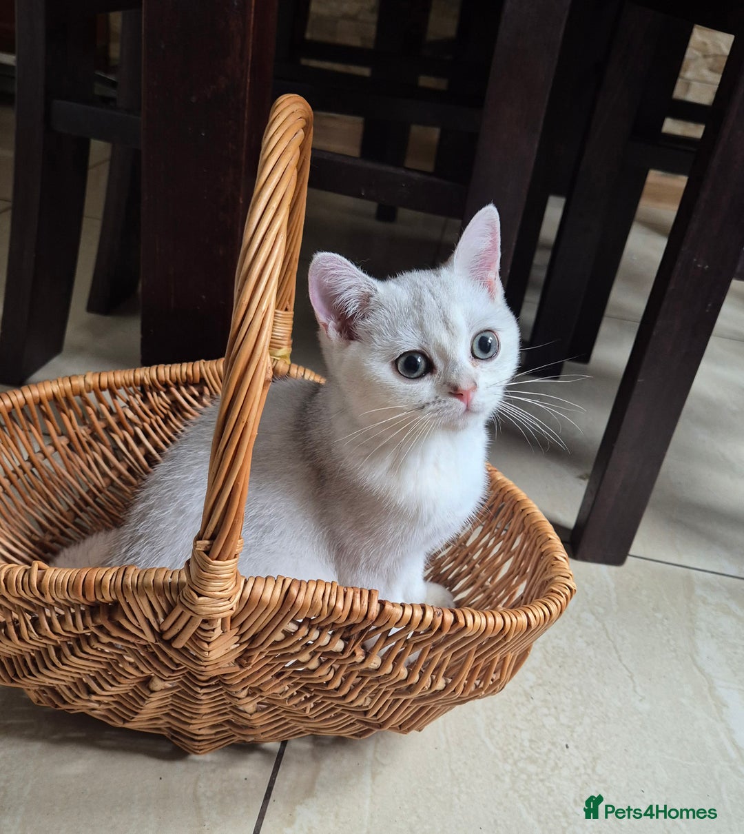 British Shorthair cats for sale: British shorthair  - Image 10