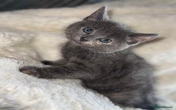 Mixed Breed cats for sale: Beautiful mix breed kittens  - Image 2