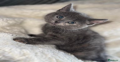 Mixed Breed cats - Advert 7