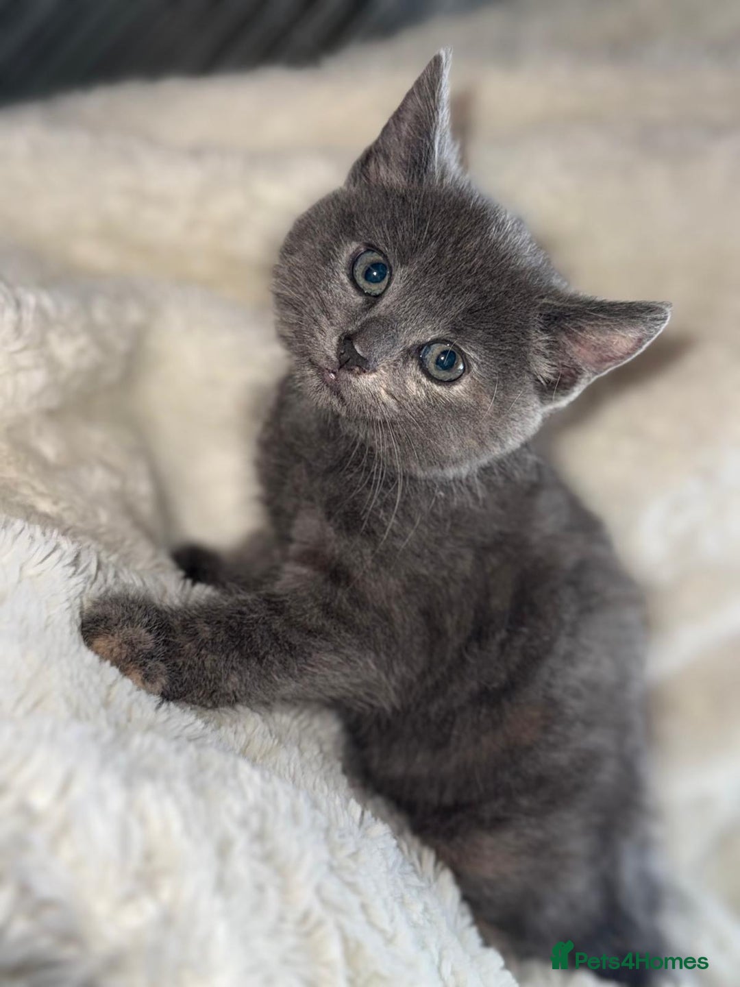 Mixed Breed cats for sale: Beautiful mix breed kittens  - Image 2