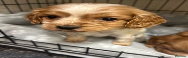 Cockalier Puppy 3