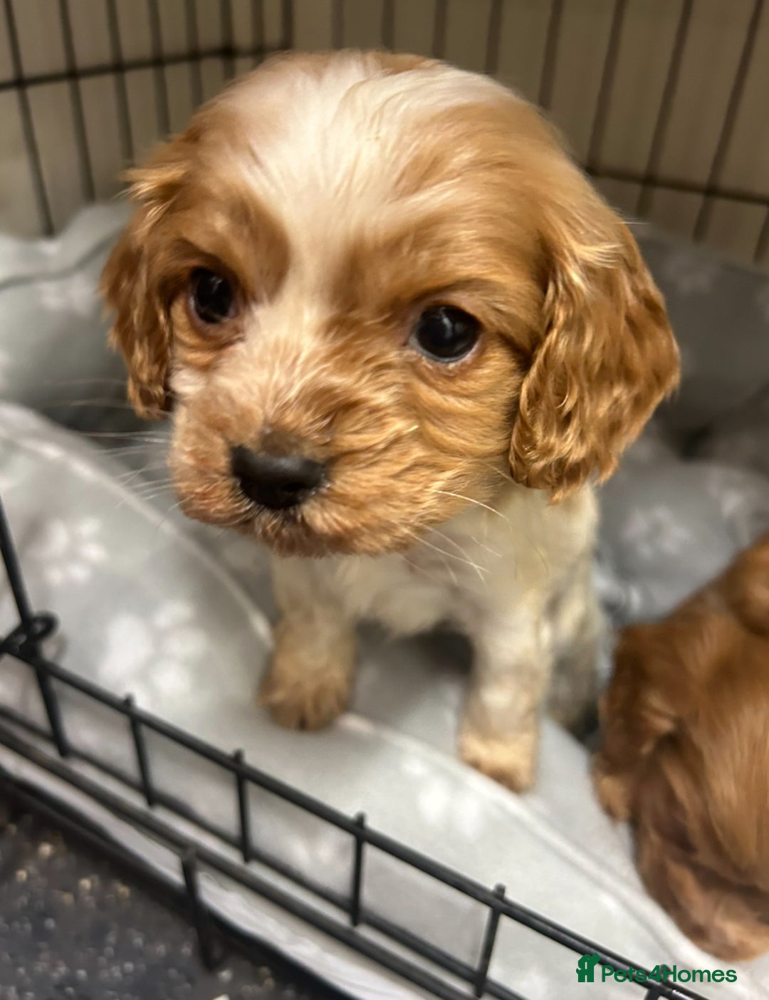 Cockalier dogs for sale: Cockalier puppies - Advert 5