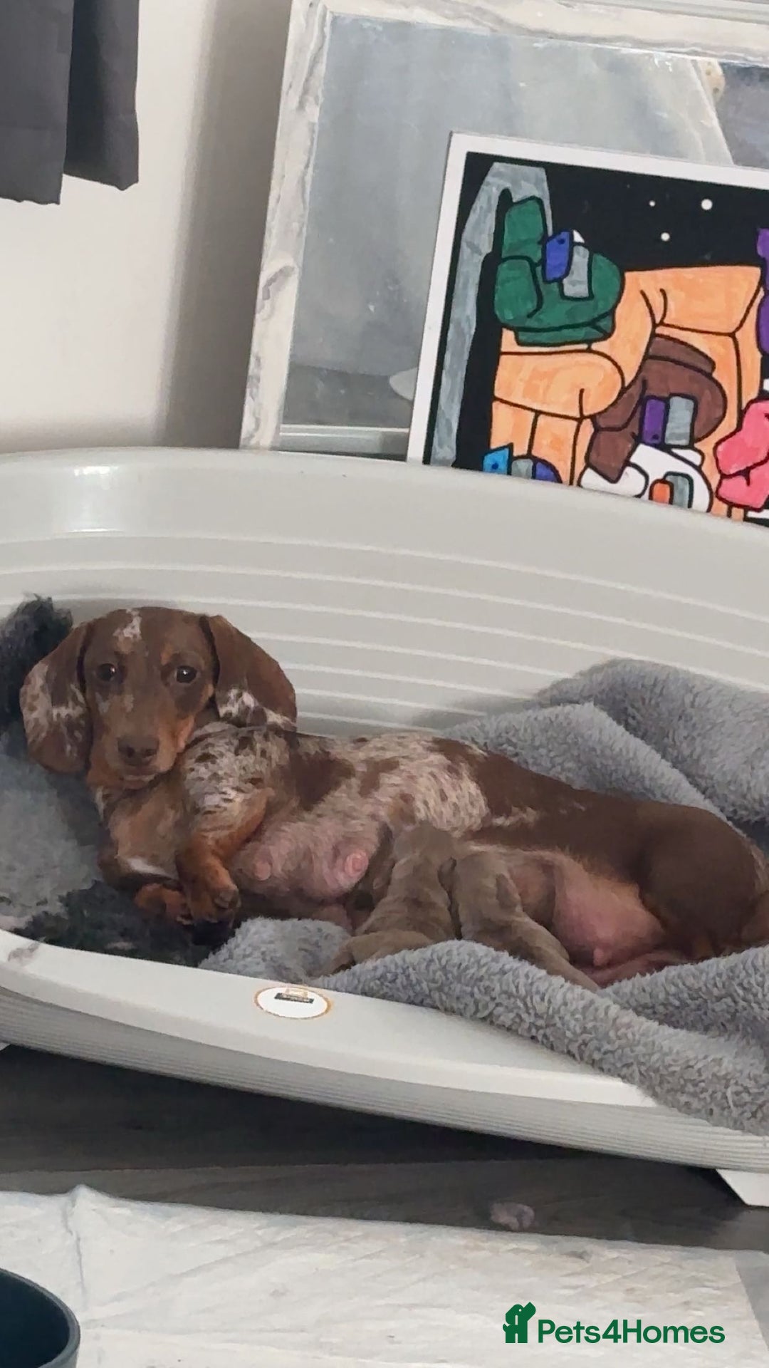 Miniature Dachshund dogs for sale: Miniature dachshund - Image 2