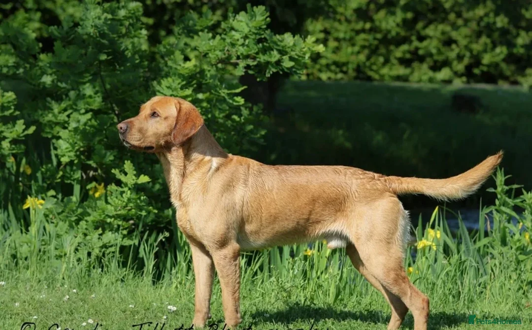 Labrador Retriever dogs for sale: Stunning Labrador puppies 🐶  - Advert 38