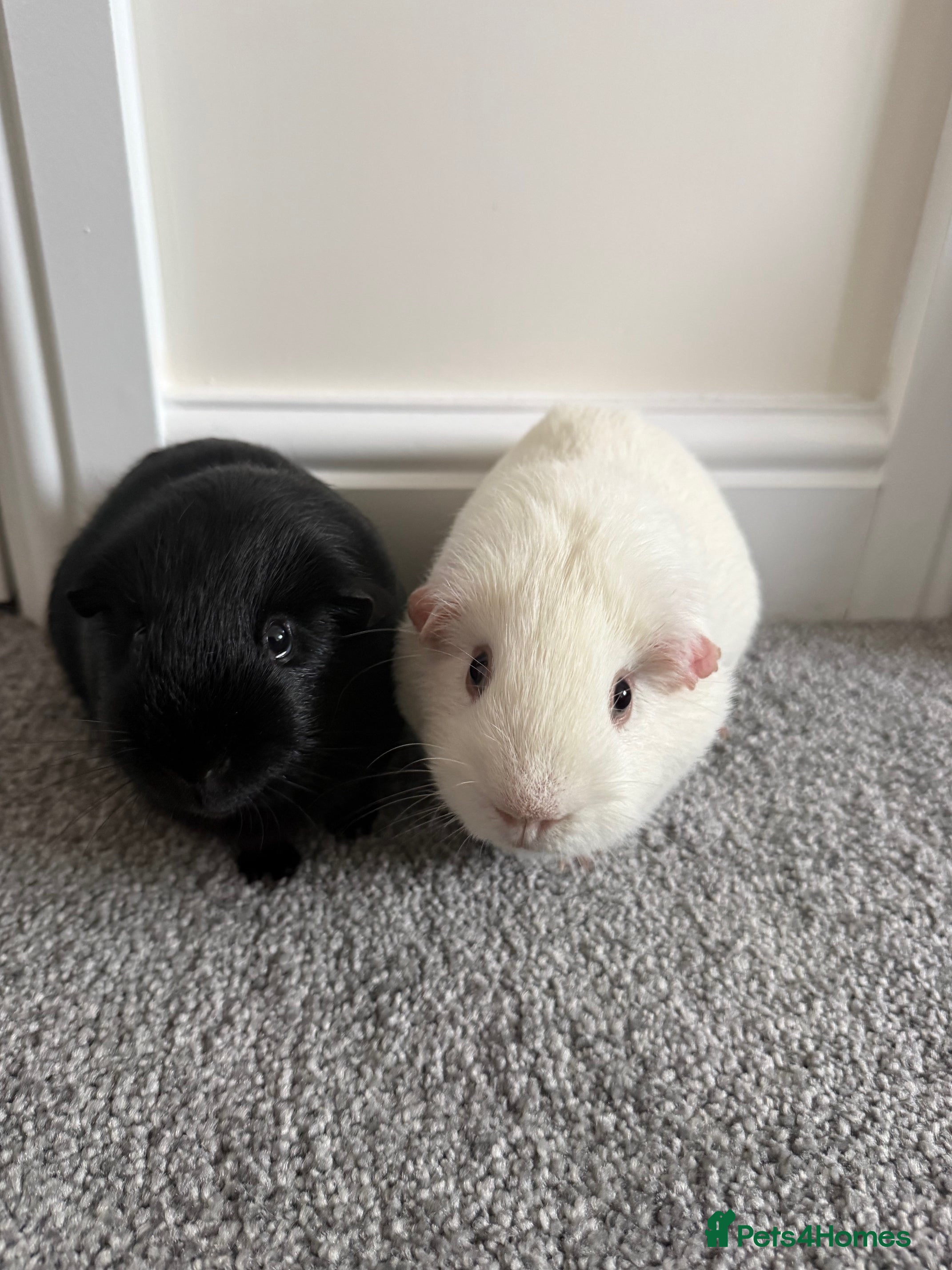 Guinea Pig rodents 2 Pure Bred Male Guinea Pigs in Wrexham - Advert 2