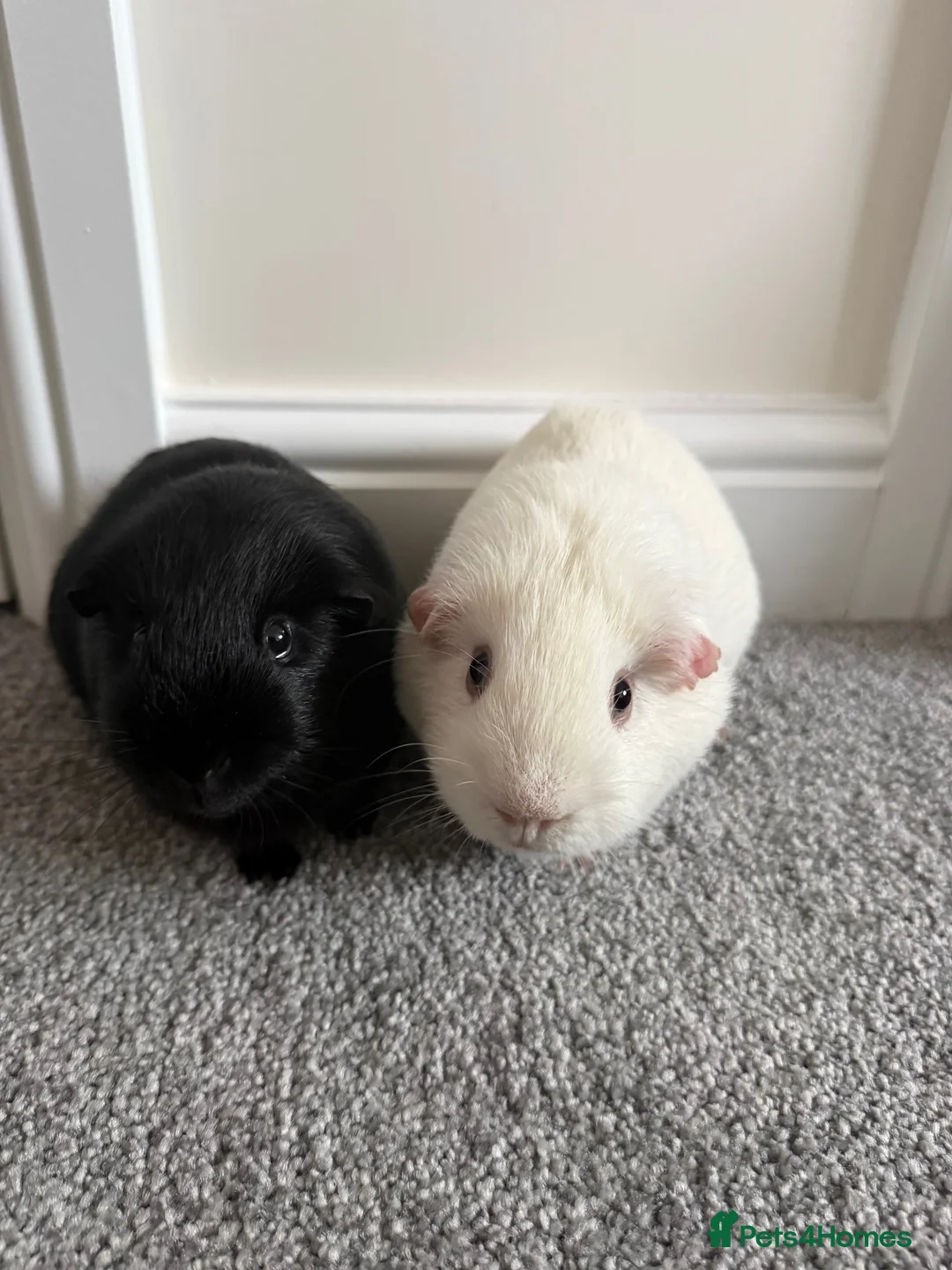 Guinea Pig rodents for sale: 2 Pure Bred Male Guinea Pigs in Wrexham - Advert 1