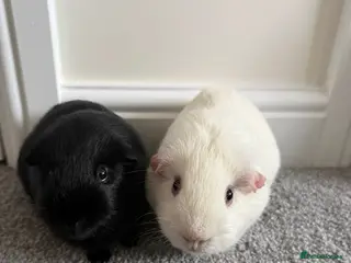 Guinea Pig rodents 2 Pure Bred Male Guinea Pigs in Wrexham - Advert 2