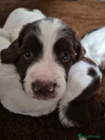 English Springer Spaniel dogs - Advert 4
