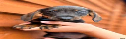 Miniature Dachshund dogs for sale: 🐾Exceptional Teckel Puppies, Ready To Go Now  🐾 - Advert 16